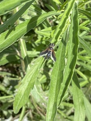 Trichopoda pictipennis