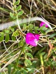 Boronia pinnata