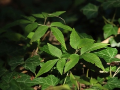 Anemonoides trifolia