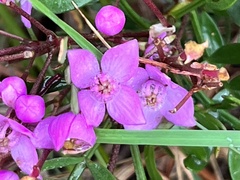 Boronia pinnata