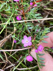 Boronia pinnata