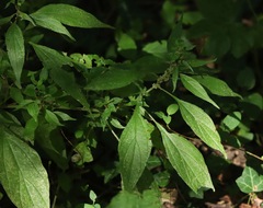 Parietaria officinalis