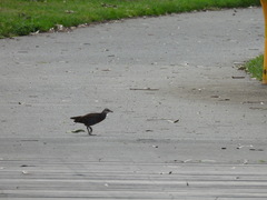 Gallirallus philippensis