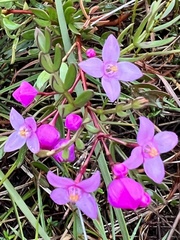 Boronia pinnata