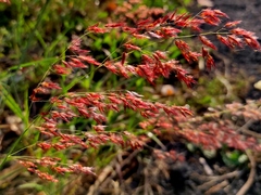 Melinis repens