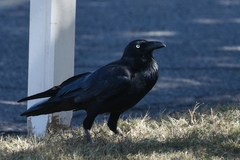 Corvus coronoides