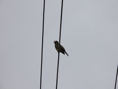 Sphecotheres vieilloti