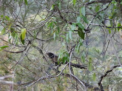 Centropus phasianinus