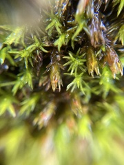 Schistidium apocarpum