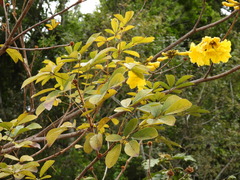 Handroanthus chrysotrichus