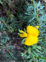 Gompholobium virgatum