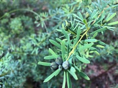 Gompholobium virgatum