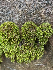 Schistidium apocarpum