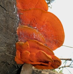 Trametes coccinea