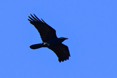 Corvus coronoides