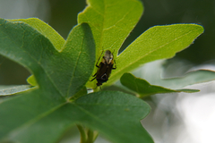 Deraeocoris flavilinea