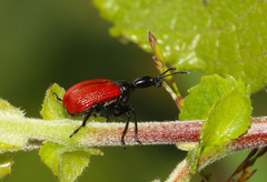 Apoderus coryli