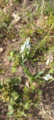 Ornithogalum