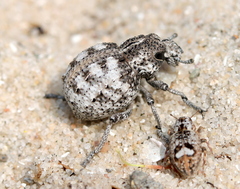 Brachycerus