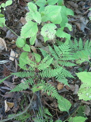 Athyrium spinulosum