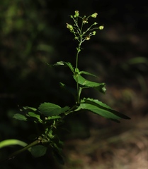 Scrophularia nodosa