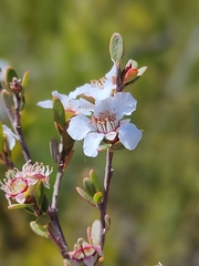 Leptospermum semibaccatum