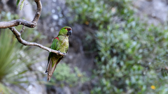 Rhynchopsitta terrisi