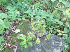 Clinopodium chinense