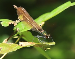 Calopteryx splendens
