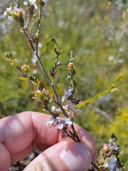 Leptospermum semibaccatum