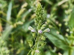 Veronica anagallis-aquatica