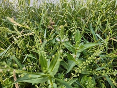 Veronica anagallis-aquatica