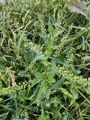 Veronica anagallis-aquatica