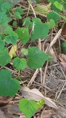 Ampelopsis glandulosa hancei