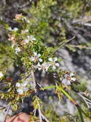 Leptospermum semibaccatum