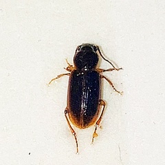Stenolophus ochropezus