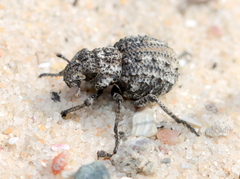 Brachycerus