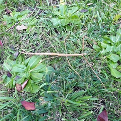 Ctenomorpha marginipennis