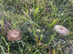 Pseudoclitocybe cyathiformis