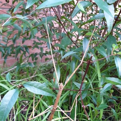 Ctenomorpha marginipennis