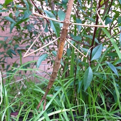 Ctenomorpha marginipennis