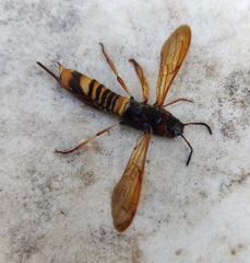 Tremex fuscicornis
