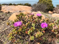 Lampranthus pauciflorus
