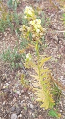 Linaria acutiloba