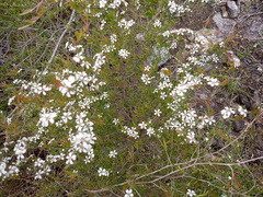 Leptospermum microcarpum