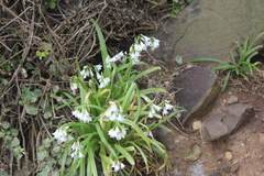 Allium triquetrum