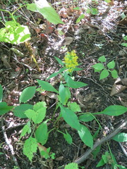Solidago pacifica