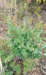 Spiraea aquilegifolia