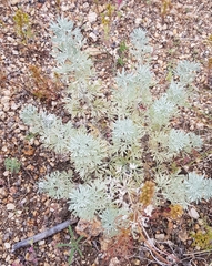 Artemisia sericea