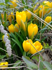 Sternbergia lutea lutea